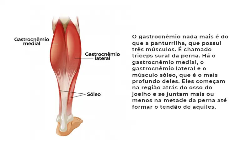 Imagem do gastrocêmio que o músculo da panturrilha